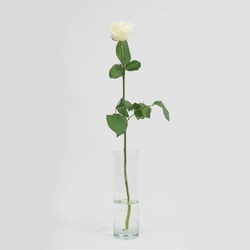 Роза 70 см. белая 1 шт.