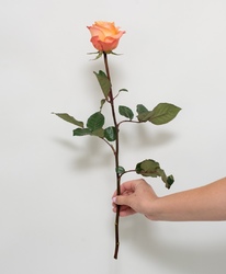 Роза 50 см. оранжевая