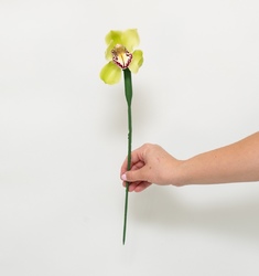 Орхидея Цимбидиум в колбе