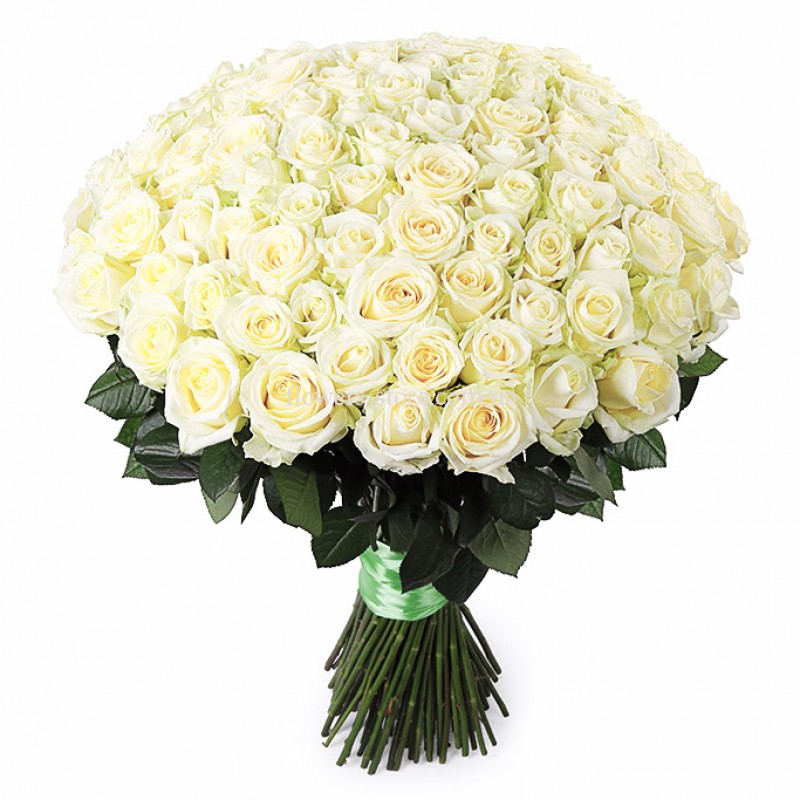 101 белая роза Эквадор 60 см.